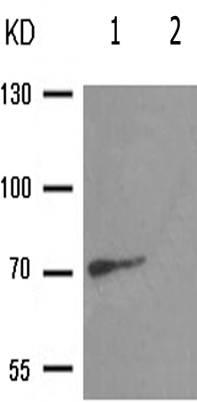 兔抗RACGAP1(Phospho-Ser387) 多克隆抗体