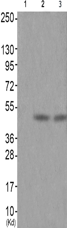 兔抗NCF1(Phospho-Ser304) 多克隆抗体