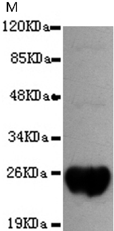 小鼠抗DsbA-Tag单克隆抗体