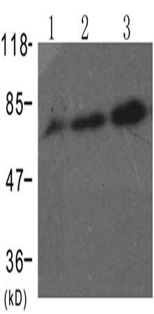 兔抗RAF1 (Phospho-Ser338)多克隆抗体