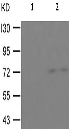 兔抗RAF1(Phospho-Ser621) 多克隆抗体