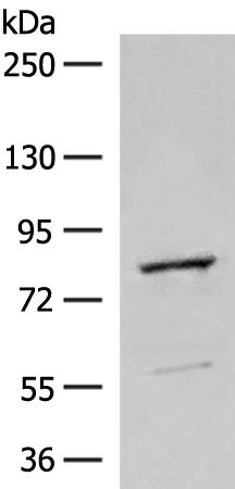 兔抗TTC12多克隆抗体