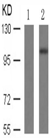 兔抗RB1 (Phospho-Ser807)多克隆抗体