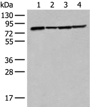兔抗TUBGCP4多克隆抗体  