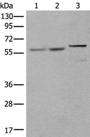 兔抗U2AF2多克隆抗体 
