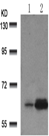 兔抗RELA (Phospho-Ser529)多克隆抗体