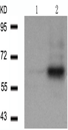 兔抗RELA (Phospho-Thr505)多克隆抗体