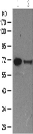 兔抗RELB (Phospho-Ser573) 多克隆抗体