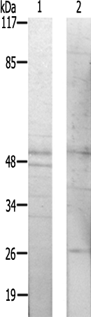 兔抗NFIL3多克隆抗体