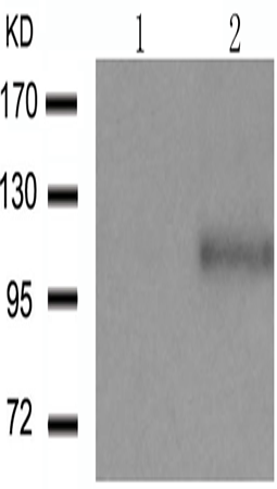 兔抗NFKB1 (Phospho-Ser927)多克隆抗体