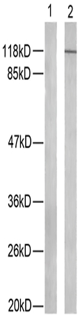 兔抗NFKB1(Phospho-Ser907) 多克隆抗体