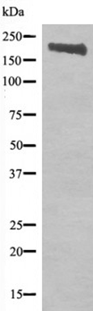 兔抗RET(Phospho-Tyr905)多克隆抗体
