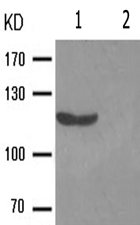 兔抗NOS1(Phospho-Ser852) 多克隆抗体