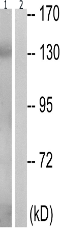 兔抗NOS3(Phospho-Thr494) 多克隆抗体