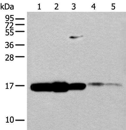 兔抗UBE2V1多克隆抗体