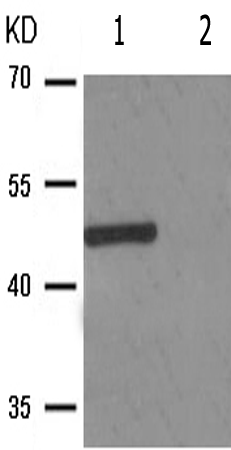 兔抗IKBKG(Phospho-Ser31) 多克隆抗体
