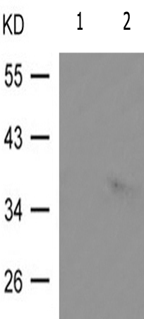 兔抗NPM1(Phospho-Thr199) 多克隆抗体