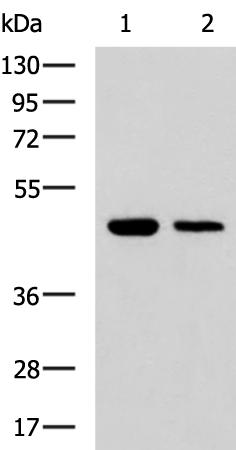 兔抗UBL7多克隆抗体   