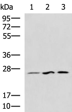 兔抗UBTD1多克隆抗体 