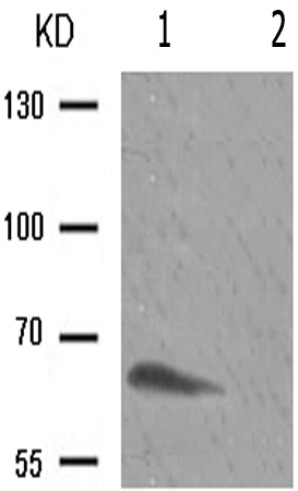 兔抗IL10RA(Phospho-Tyr496) 多克隆抗体