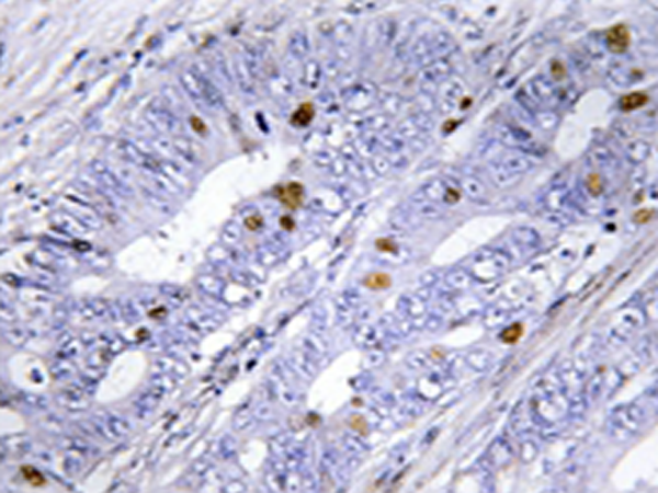 兔抗NR4A1(Ab-351) 多克隆抗体