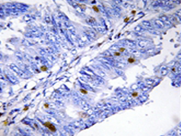 兔抗NR4A1(Phospho-Ser351) 多克隆抗体 