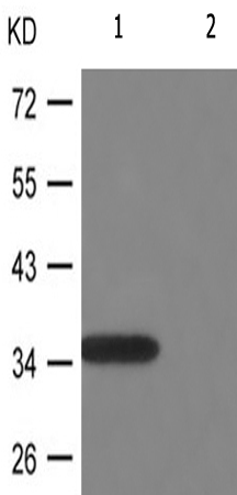 兔抗RPA2(Phospho-Thr21) 多克隆抗体