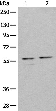 兔抗URI1多克隆抗体 