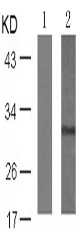 兔抗RPS6 (Phospho-Ser235)多克隆抗体