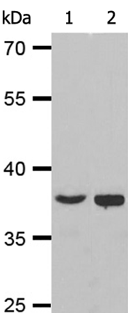 兔抗RPS6 (Phospho-Ser235/236)多克隆抗体