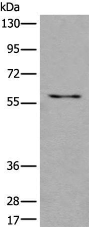 兔抗USP3多克隆抗体