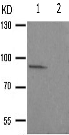 兔抗RPS6KA5(Phospho-Ser212) 多克隆抗体