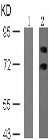 兔抗RPS6KB1 (Phospho-Ser411)多克隆抗体