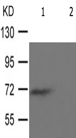 兔抗RPS6KB1(Phospho-Thr229) 多克隆抗体