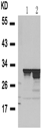 兔抗RPS6多克隆抗体