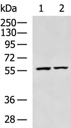 兔抗USP30多克隆抗体  