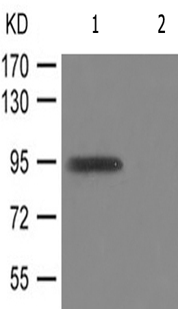 兔抗INSR(Phospho-Tyr1361) 多克隆抗体