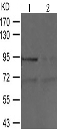 兔抗OPRM1(Phospho-Ser375) 多克隆抗体 