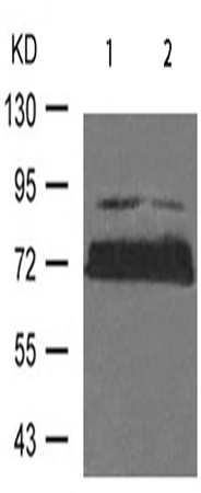 兔抗OPRM1多克隆抗体