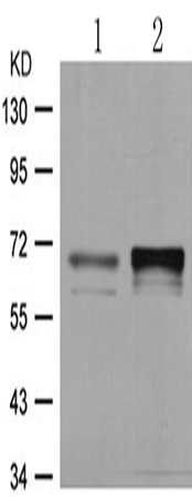 兔抗PAK1 (Phospho-Thr212)多克隆抗体