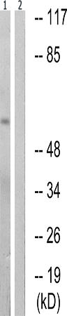 兔抗PAK1(Phospho-Ser199) 多克隆抗体  