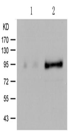 兔抗VAV1 (Phospho-Tyr174)多克隆抗体 
