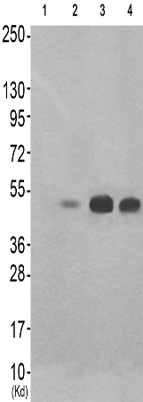 兔抗RUNX1(Phospho-Ser435) 多克隆抗体