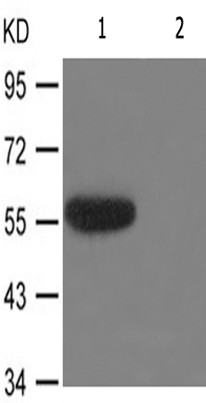 兔抗IRF3(Phospho-Ser385) 多克隆抗体 