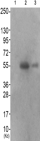 兔抗IRF3(Phospho-Ser386) 多克隆抗体