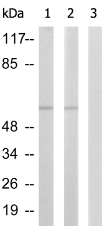 兔抗PAK2(Phospho-Ser141)多克隆抗体