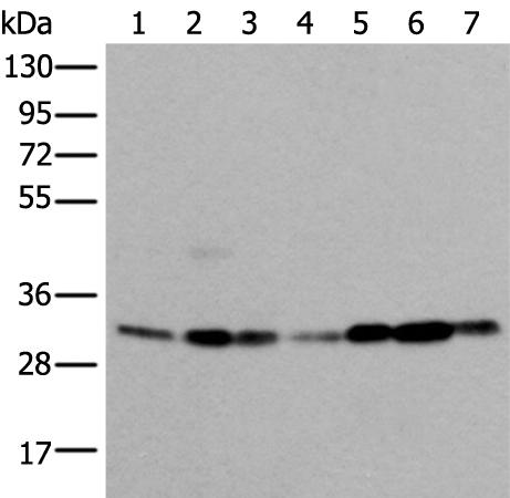 兔抗VDAC1多克隆抗体 