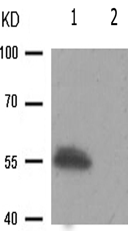兔抗PDCD4(Phospho-Ser457) 多克隆抗体