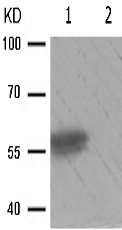 兔抗PDCD4(Phospho-Ser67) 多克隆抗体