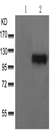 兔抗ITGB3 (Phospho-Tyr785)多克隆抗体  